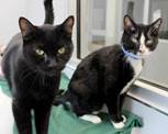 SPCA3