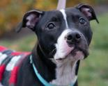 SPCA1