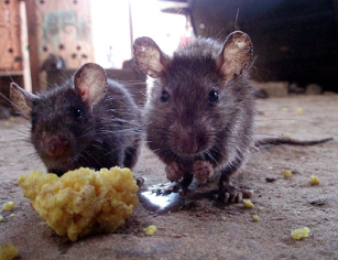 rats