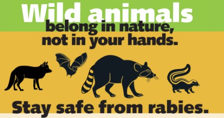 NCDOH Says Be Aware of Wildlife to Guard Against Rabies Virus Infection